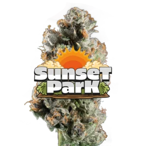 Buy Sunset Park Online